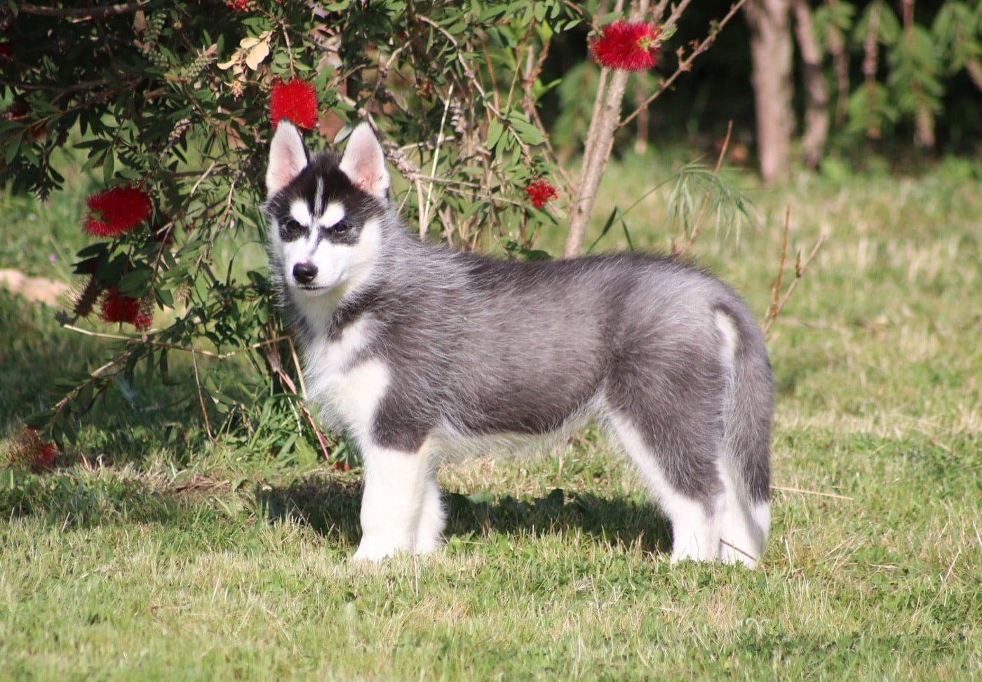 Siberian Husky - Of Wolf Siberian Song