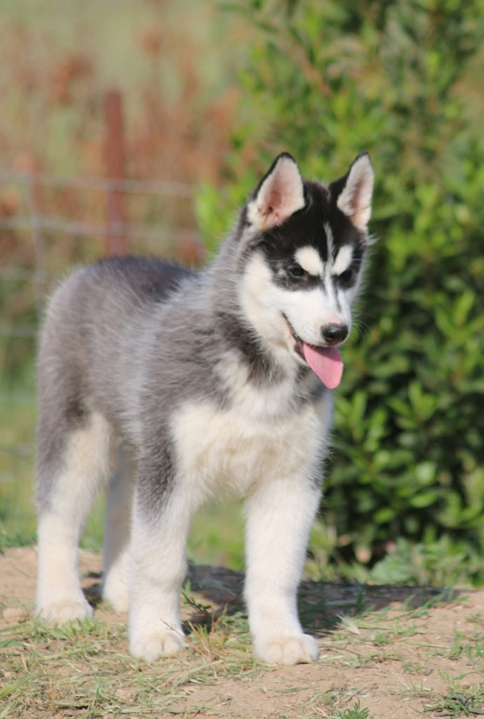 Siberian Husky - Of Wolf Siberian Song
