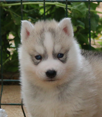 Les chiots de Siberian Husky
