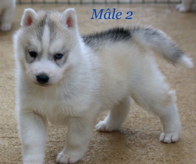 Les chiots de Siberian Husky