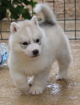 Les chiots de Siberian Husky