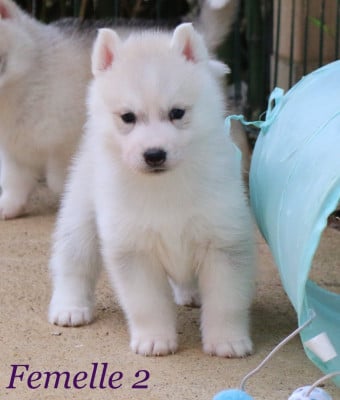 Les chiots de Siberian Husky