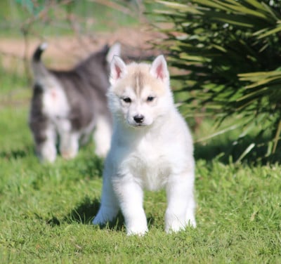 Les chiots de Siberian Husky