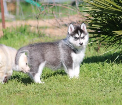 Les chiots de Siberian Husky