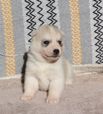 Les chiots de Siberian Husky