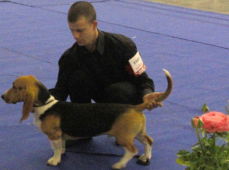 CH. Fauster des rosiers d'anjou - trés prometteur