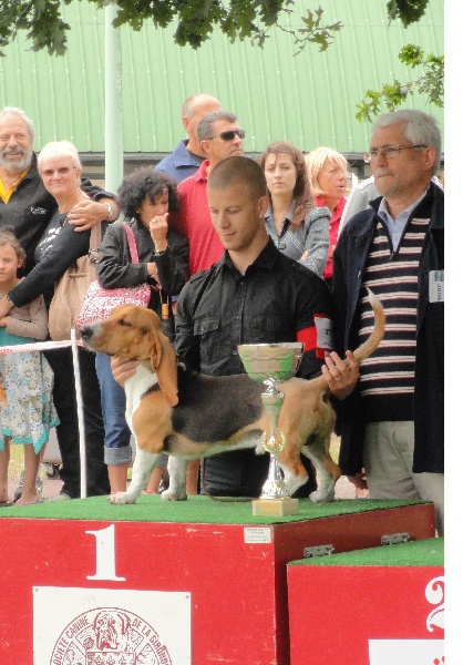 CH. Fauster des rosiers d'anjou - 1ere exellent , meilleur jeune et meilleur de race , 1ere jeune du 6eme groupe