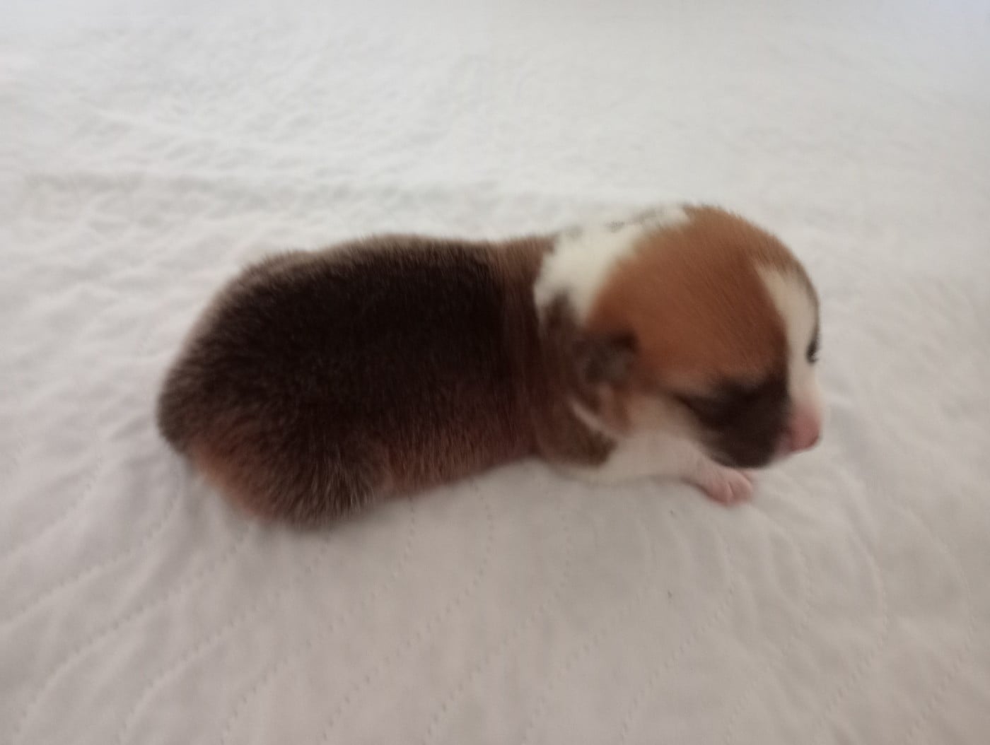 Chiot N°1