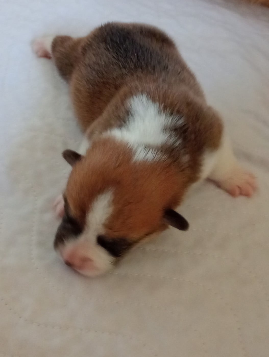 Chiot N°1