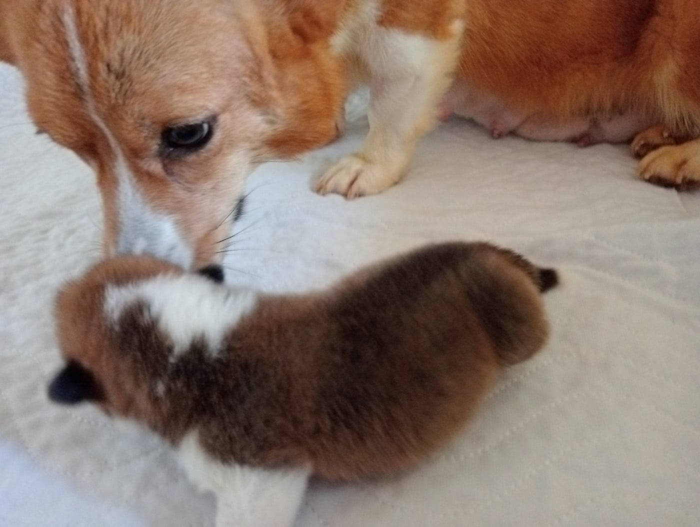 Chiot N°1