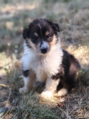 Les chiots de Colley à poil long
