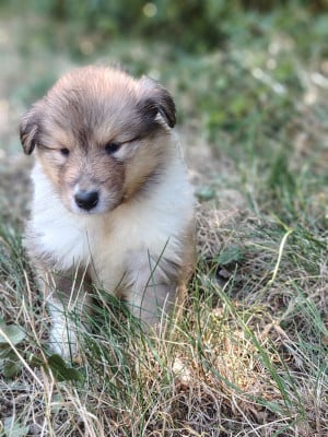 Les chiots de Colley à poil long