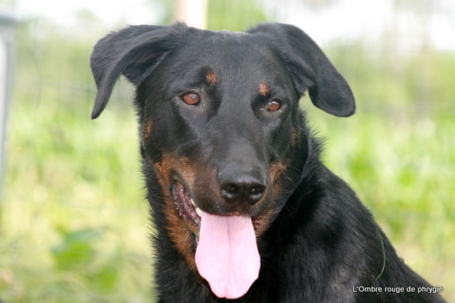 Douroc des bergers du Vent - 3 éme EXC