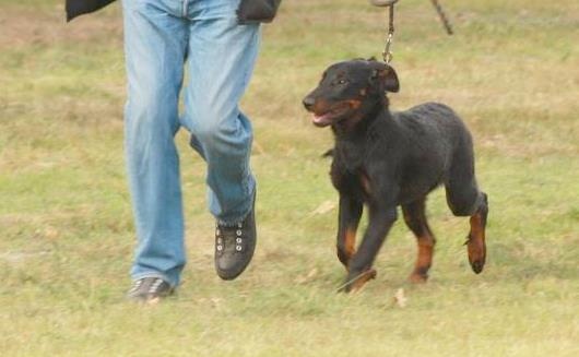 Guevarra tché de euskal herria - Trés Prometteur en Baby