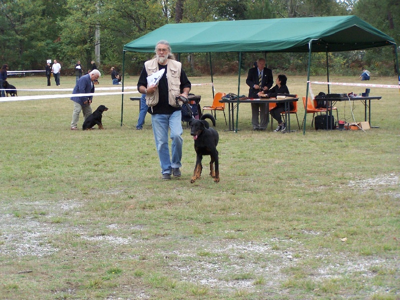 Douroc des bergers du Vent - confirmée - Excellent en Morphologie