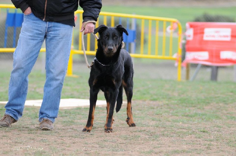 Guevarra tché de euskal herria - 1 er classe jeune femelle