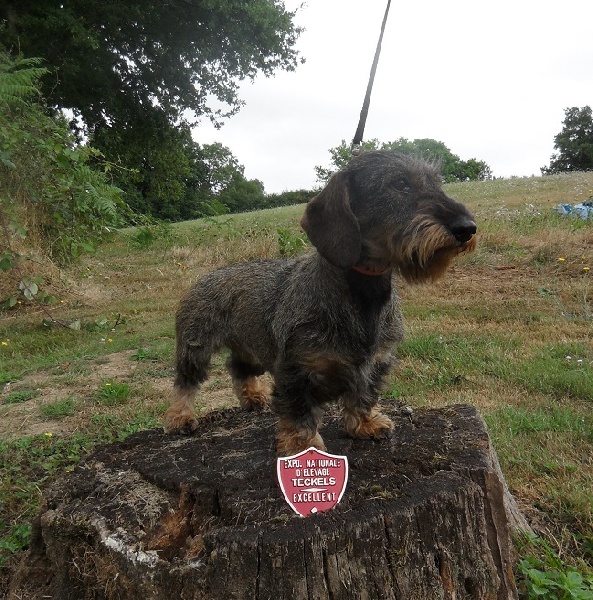 CH. Freya firefoot Des Trolls de Nerthus - 4ème excellent Classe Ouverte