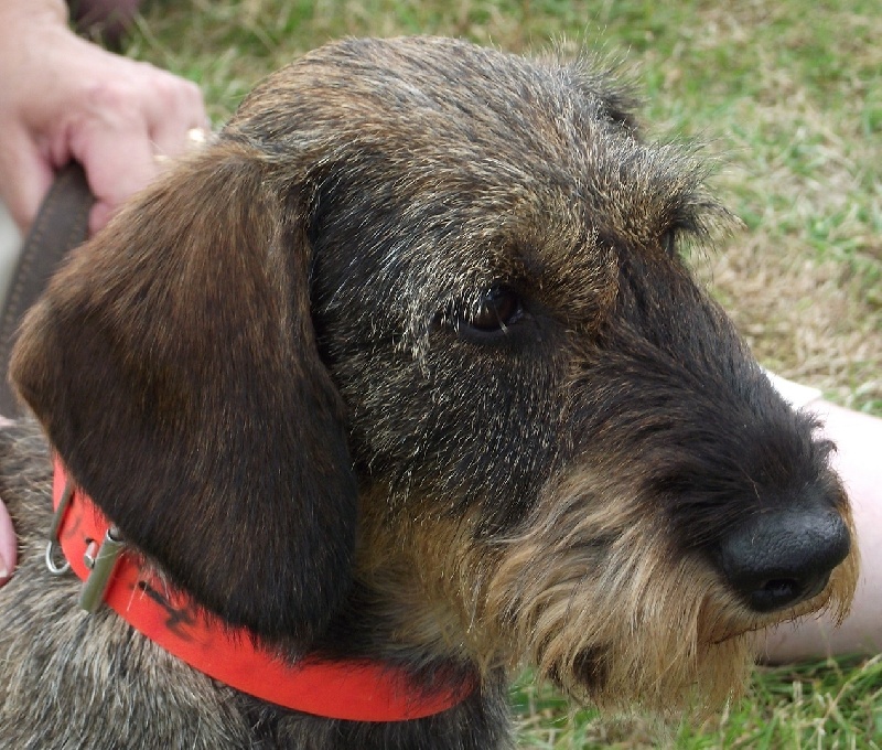 CH. Freya firefoot Des Trolls de Nerthus - TC