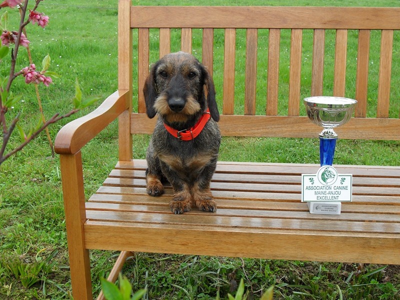 CH. Freya firefoot Des Trolls de Nerthus - 1ère excellent classe jeune