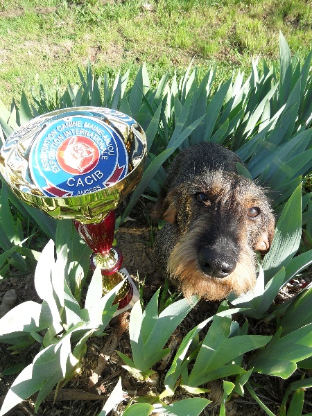 CH. Freya firefoot Des Trolls de Nerthus - CACIB Meilleur de race