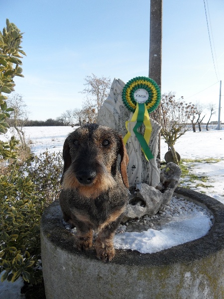 CH. Freya firefoot Des Trolls de Nerthus - 1ère excellent classe travail CACIB