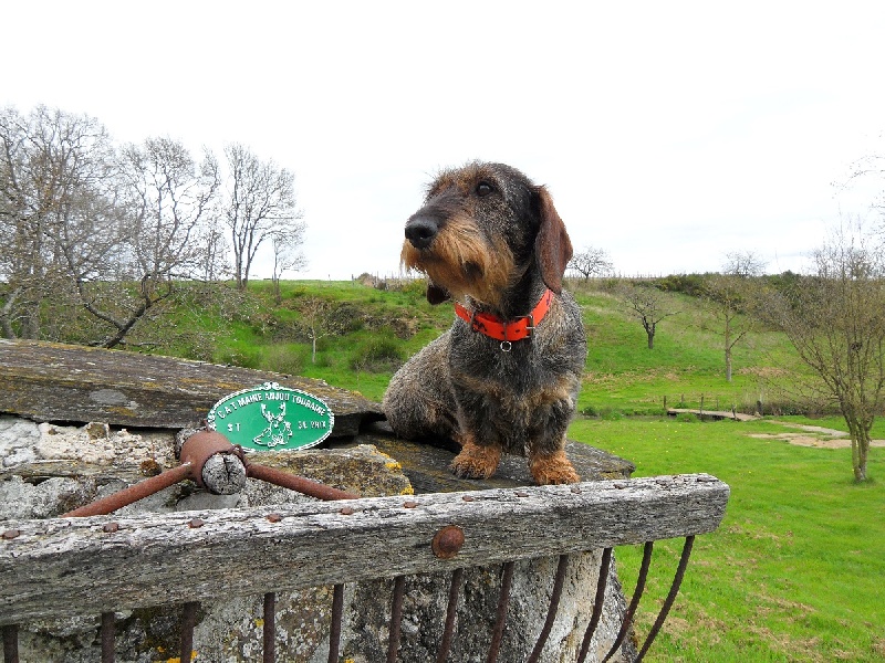 CH. Freya firefoot Des Trolls de Nerthus - 3 ème prix 70 points STOBER