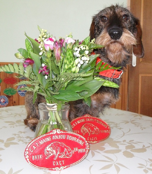 CH. Freya firefoot Des Trolls de Nerthus - CACIT/CACT 100 points