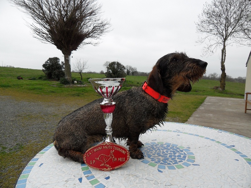 CH. Freya firefoot Des Trolls de Nerthus - 1er prix