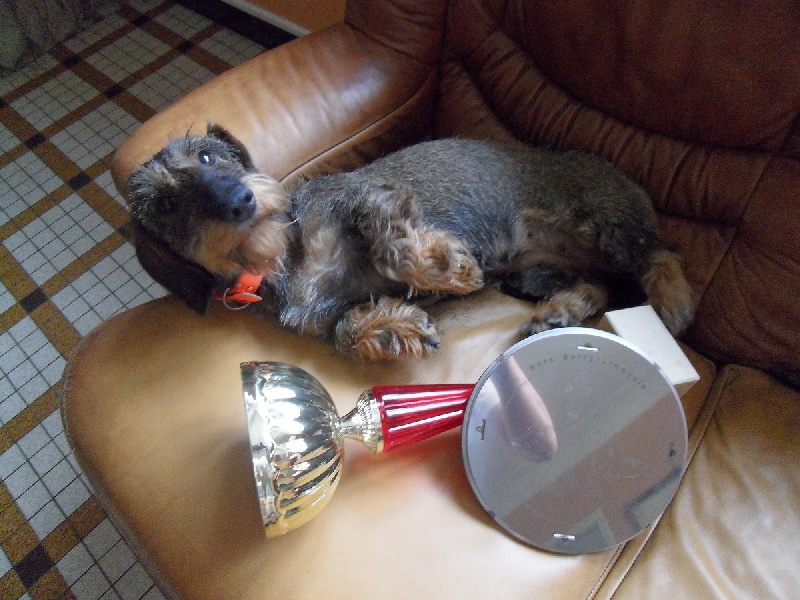 CH. Freya firefoot Des Trolls de Nerthus - 1er prix 100 points CACT CACIT