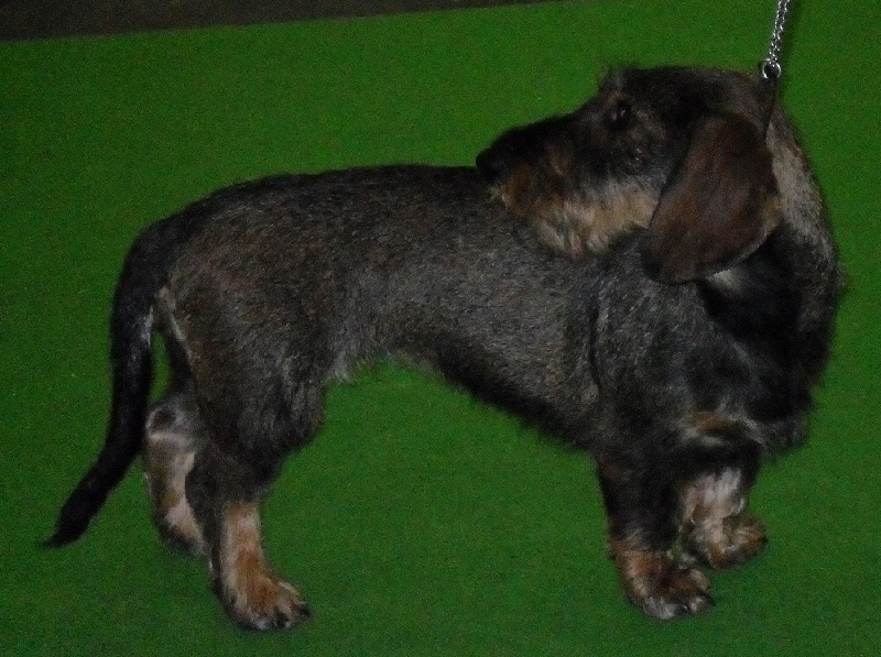 CH. Freya firefoot Des Trolls de Nerthus - Trés bon en classe jeune