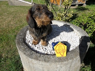 CH. Freya firefoot Des Trolls de Nerthus - 2 ème excellent classe jeune