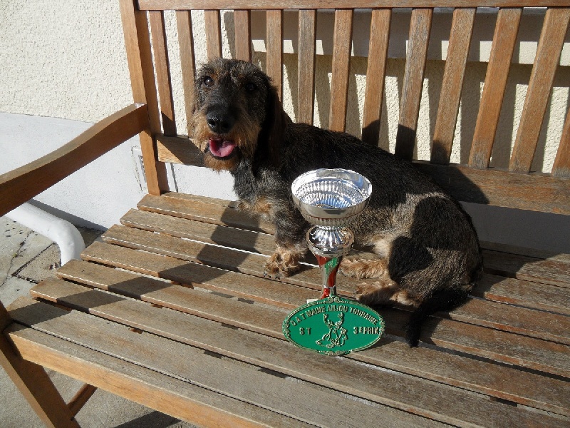 CH. Freya firefoot Des Trolls de Nerthus - 3 ème prix STOBER