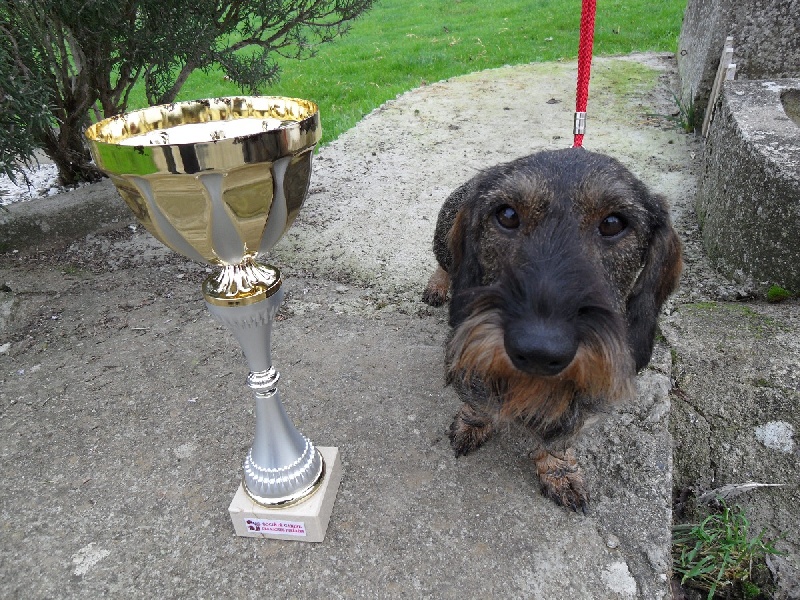 CH. Freya firefoot Des Trolls de Nerthus - 1ère excellent classe intermédiaire; RCACIB
