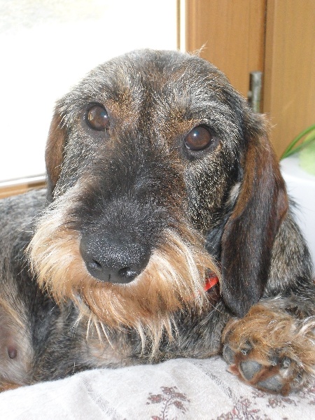 CH. Freya firefoot Des Trolls de Nerthus - 3 ème excellent classe travail