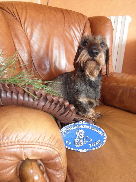 CH. Freya firefoot Des Trolls de Nerthus - 2 ème prix