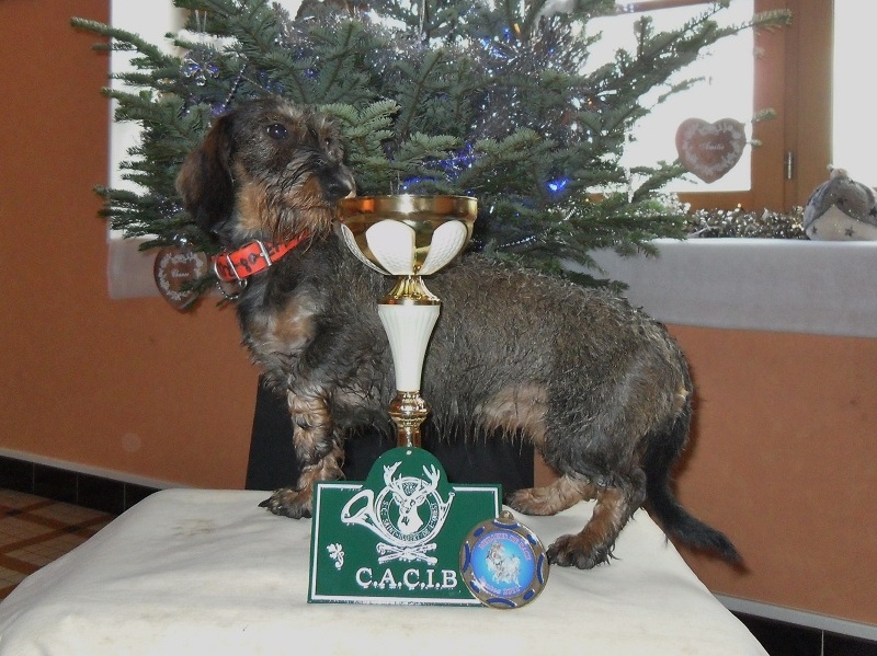 CH. Freya firefoot Des Trolls de Nerthus - 1ère excellent classe travail CACIB Meilleur de race