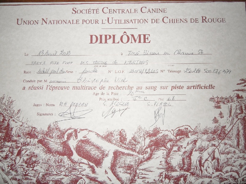 CH. Freya firefoot Des Trolls de Nerthus - 2 ème prix 68 points SCHWHK