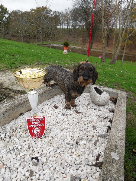 CH. Freya firefoot Des Trolls de Nerthus - 1ère excellent classe travail CACS