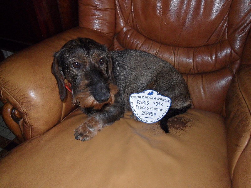 CH. Freya firefoot Des Trolls de Nerthus - 2 ème classe Travail