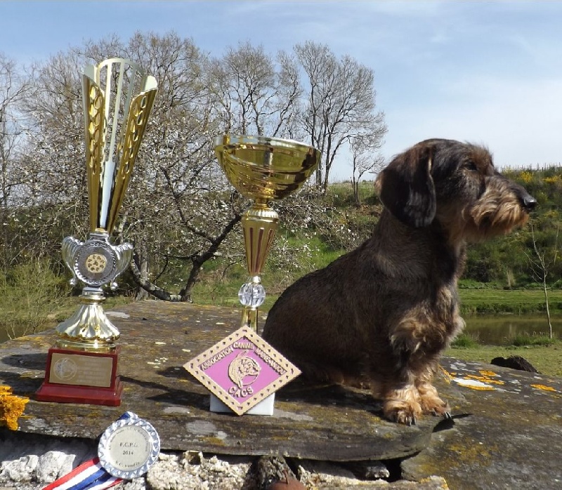 CH. Freya firefoot Des Trolls de Nerthus - 1er exc CT, CACS, Meilleur de race et 2ème du BOG