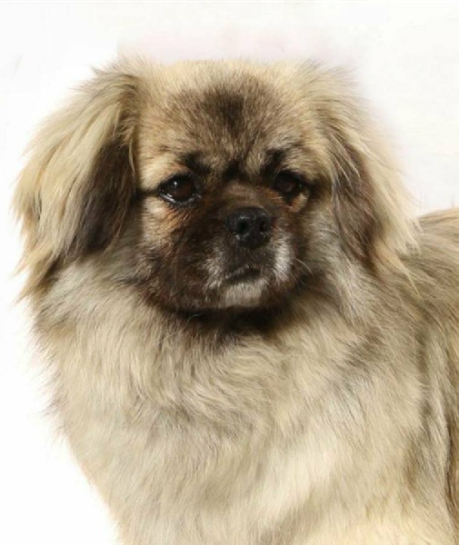 CH. Cannelle du houang-ho - 1er Excellent - CACS