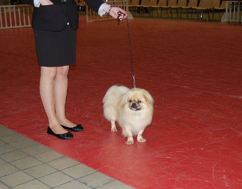 CH. shandita's Gucci - 1er ex CACS et CACIB