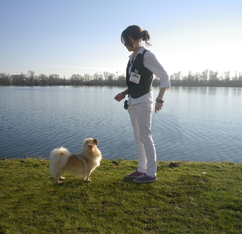 CH. shandita's Gucci - BOB / CACS / CACIB