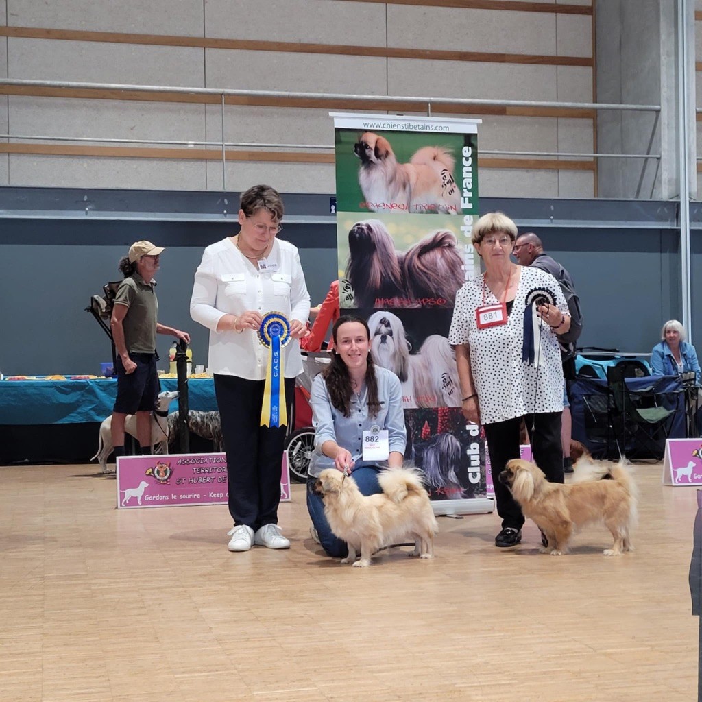 CH. Rêve du houang-ho - CACS MEILLEUR DE RACE