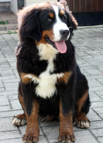 Publication : De La Ferme Mittelfeld