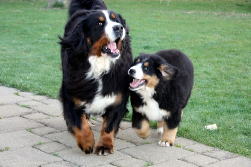 Publication : De La Ferme Mittelfeld