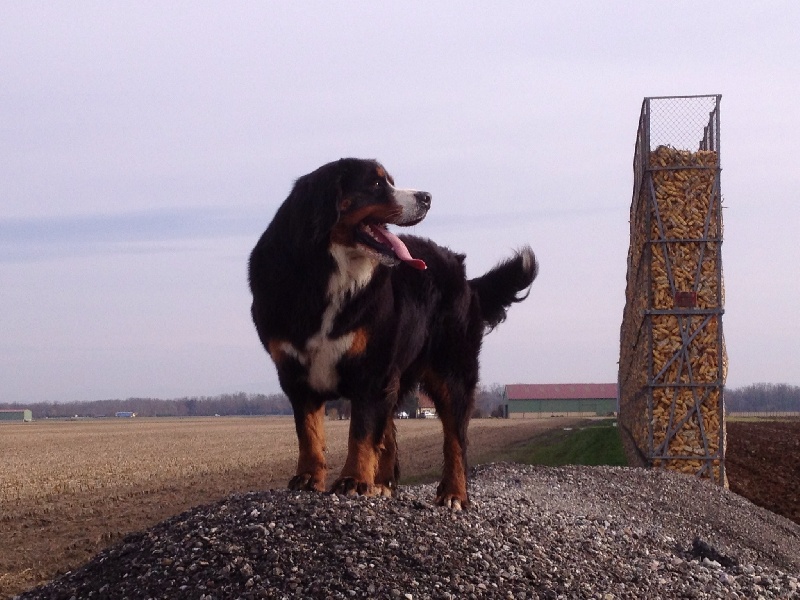 Publication : De La Ferme Mittelfeld