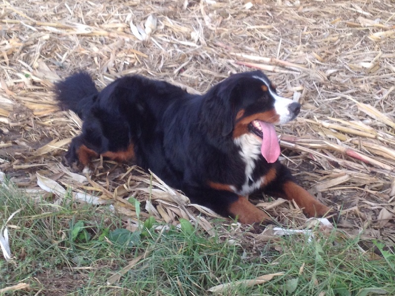 Publication : De La Ferme Mittelfeld