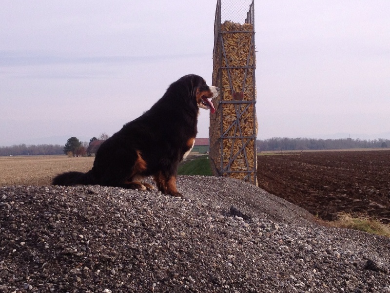 Publication : De La Ferme Mittelfeld