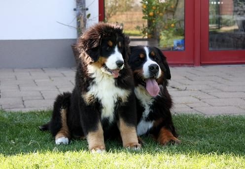 Publication : De La Ferme Mittelfeld